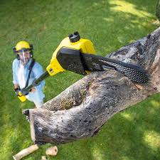 Best Lawn Renovation and Restoration  in Kingsville, TX